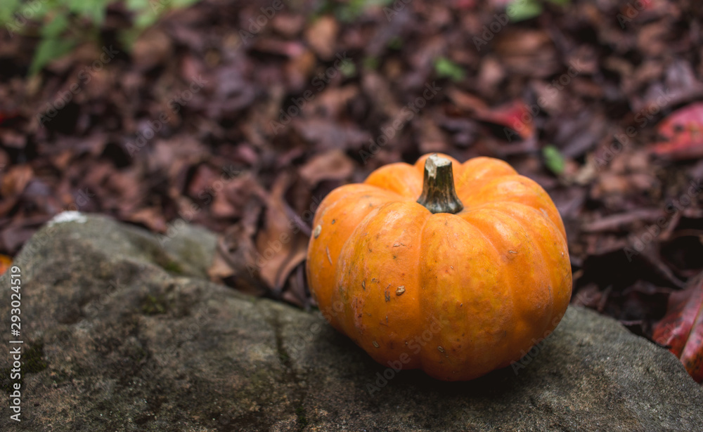Fototapeta premium Close-up tiny mini-pumpkin outdoors in autumn