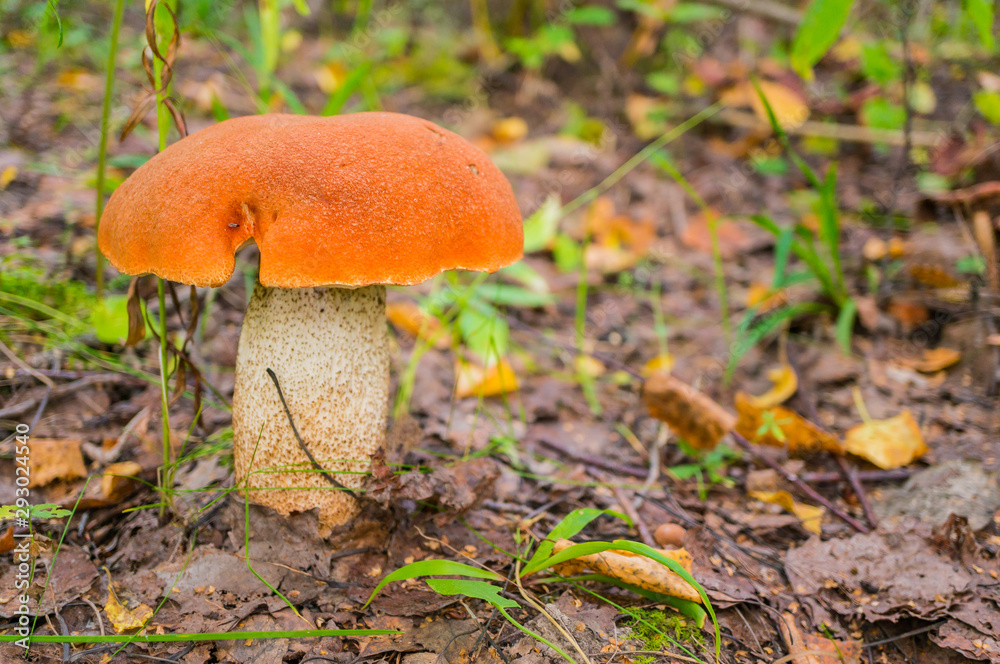 Orange-cap boletus in the autumn forest. Lectinium aurantiacum. Soft focus. Shallow depth of field. Сopy space. Orange-cap boletus in the autumn forest. Lectinium aurantiacum. Soft focus. Shallow depth of field. Сopy space.