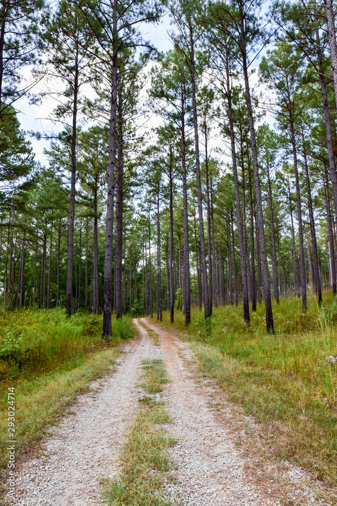 Obraz premium Dirt Road Through Tall Georgia Pines 