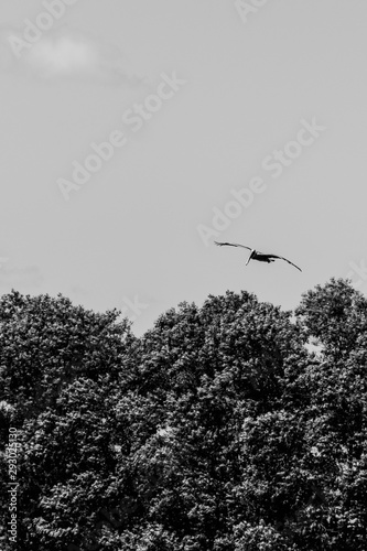 Bird over the trees 01