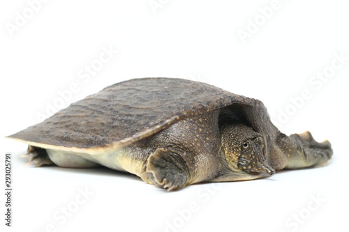 Common softshell turtle or asiatic softshell turtle (Amyda cartilaginea) isolated on white background photo