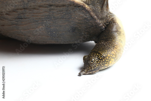 Common softshell turtle or asiatic softshell turtle (Amyda cartilaginea) isolated on white background photo