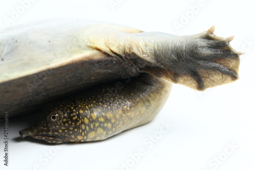 Belly of Common softshell turtle or asiatic softshell turtle Amyda cartilaginea isolated on white background photo