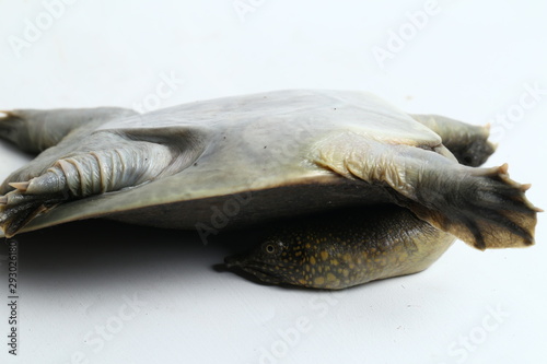 Belly of Common softshell turtle or asiatic softshell turtle Amyda cartilaginea isolated on white background photo