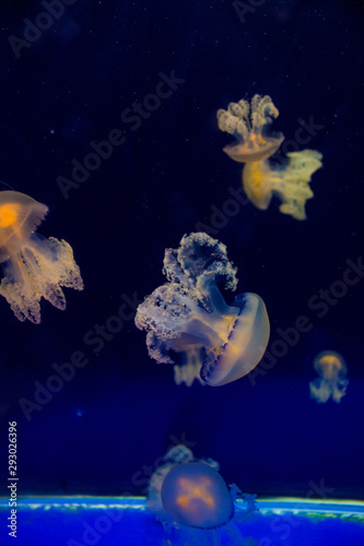 Jellyfishes in the aquarium of Ubatuba, Sao Paulo, Brazil