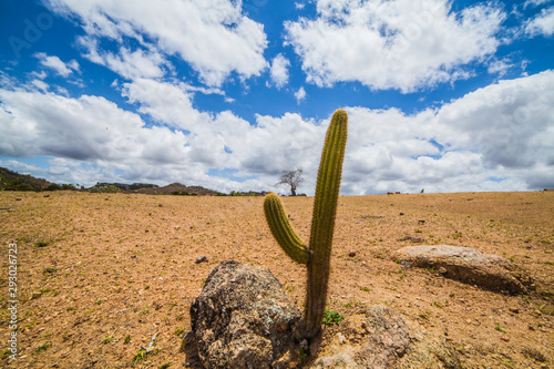 Natural vegetation of northeastern Brazil, Most common cactus in the region