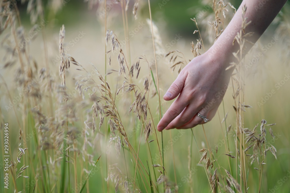 Obraz premium Engagement Ring Hand Among Tall Grass 3