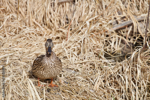 Female Duck at the Water's Edge 1