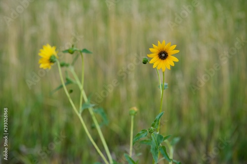 Sunflower Among the Tall Grass