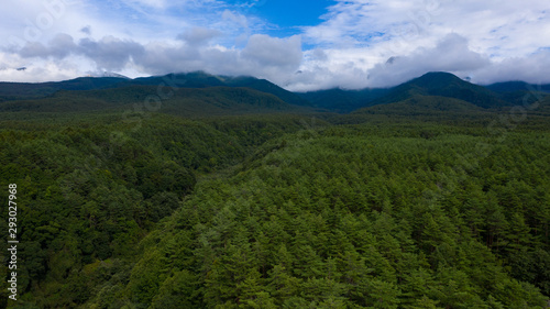 Coniferous forest and mountains covered with clouds_A