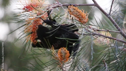 hungry wild an animal one fruit bat eating Grevillea flower nectar pollen in early morning Gold Coast Australia 