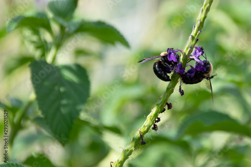 Two Bumble Bees sitting on a green flower stem