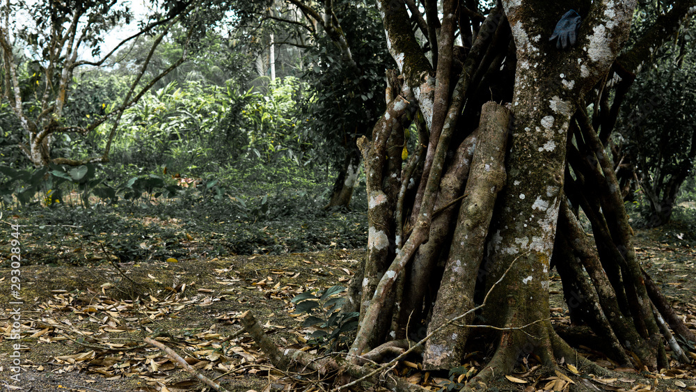 Fototapeta premium A group of wooden log leaning upward at the tree in the forest with many dried leaves in the ground.