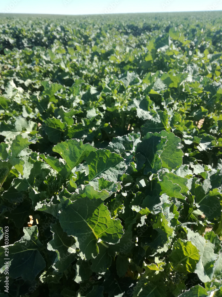 Oilseed rape fields. Green farm land. Colza. Spanish agriculture. Plant in full development, sprouting the flower. Oilseed rape fields. Green farm land. Colza. Spanish agriculture. Plant in full development, sprouting the flower.