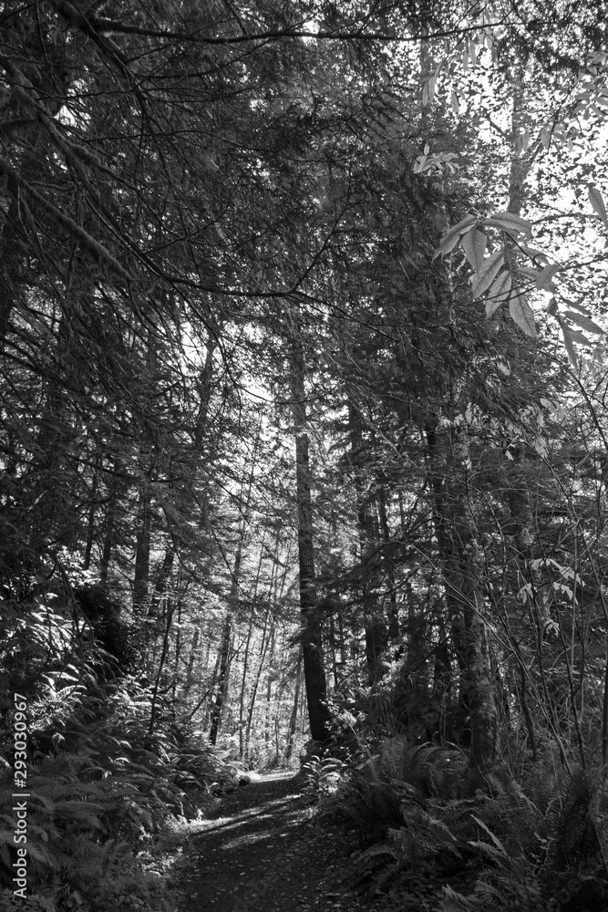 Autumn path 1 Autumn path 1