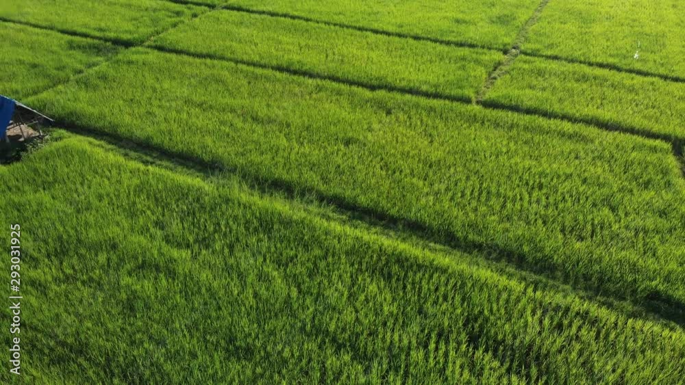 Green rice field with hut in Asian country Green rice field with hut in Asian country