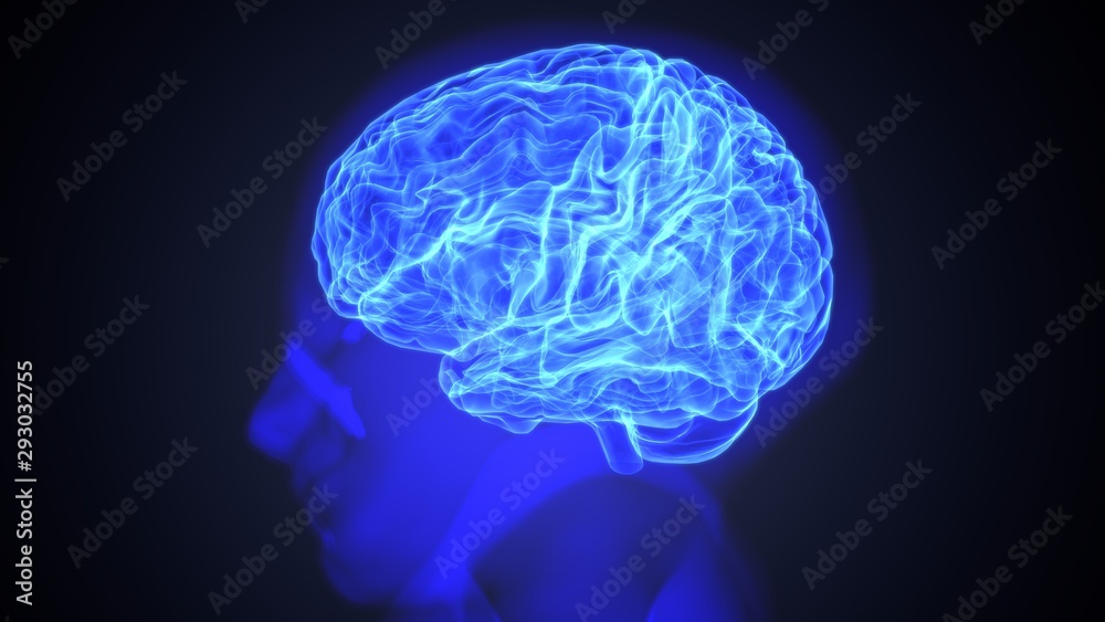 3d render of human brain anatomy 3d render of human brain anatomy