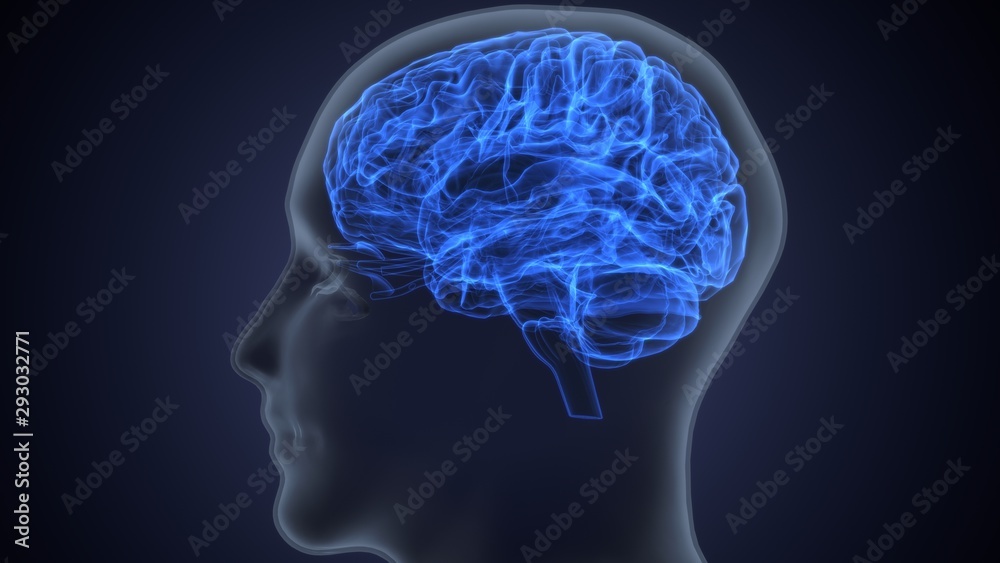3d render of human brain anatomy 3d render of human brain anatomy