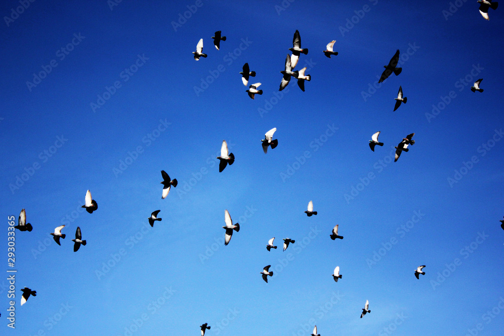 Fototapeta premium Birds flying against blue sky