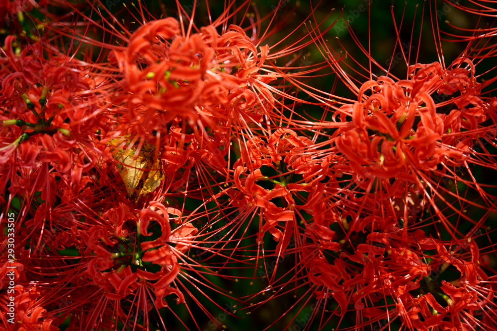 華やかな色の花が咲くヒガンバナ