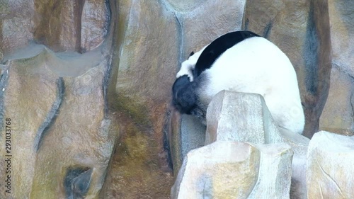 Giant panda bear playing and lying cute on bed, animal