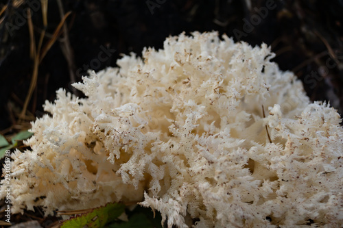 Strange forest mushroom coral autumn close up