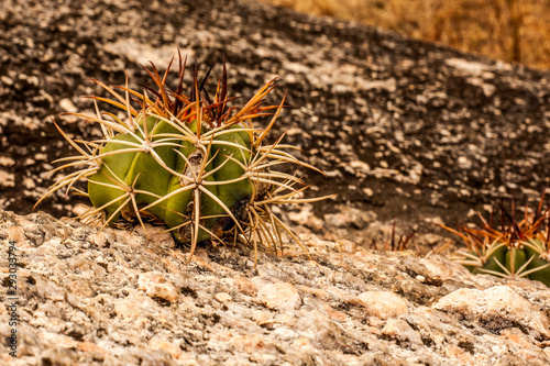 Natural vegetation of northeastern Brazil, cactus known in the region by Coroa de Frade friar`s crown