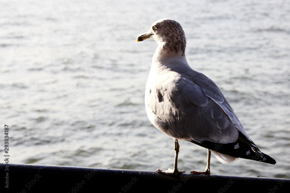 Seagull looking at the river in Battery Park in New York City Seagull looking at the river in Battery Park in New York City