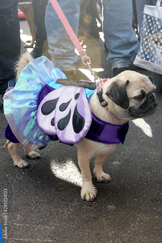 Dog in a costume during Halloween Parade in Coney Island, New York City