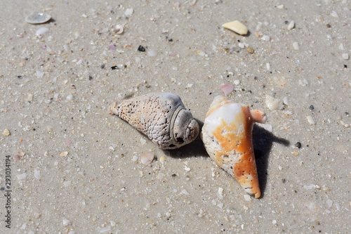 Two old shell on the beach