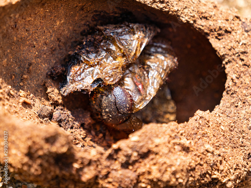 Hercules Beetle pupa shell on the ground