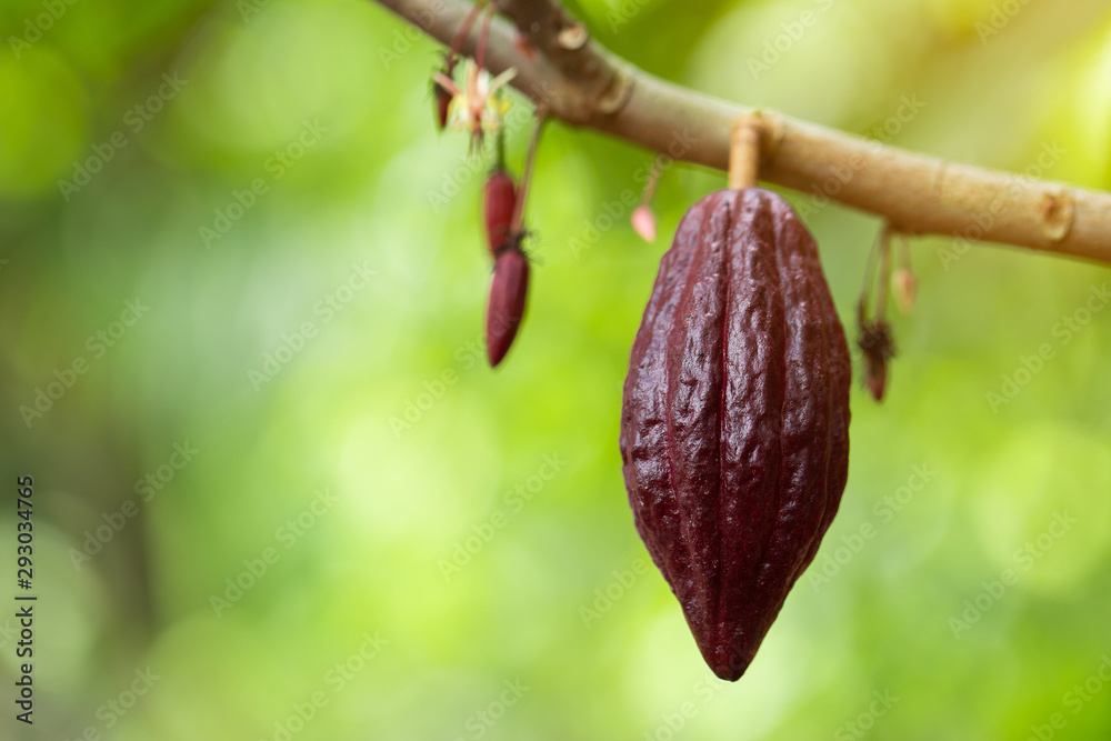 Cacao Tree (Theobroma cacao). Organic cocoa fruit pods in nature. Cacao Tree (Theobroma cacao). Organic cocoa fruit pods in nature.