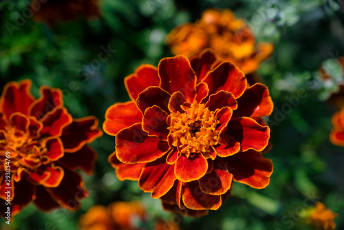 Close-up of red and Orange Marigold flower