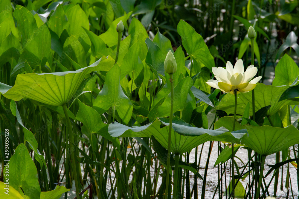Giant Lotus Blossom In Lily Lake In The Amana Colonies Stock 写真 Adobe Stock