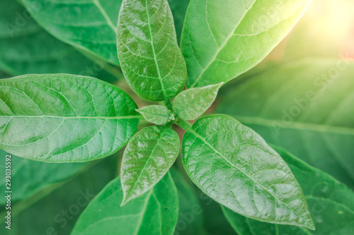 The green leaves of tree avocado