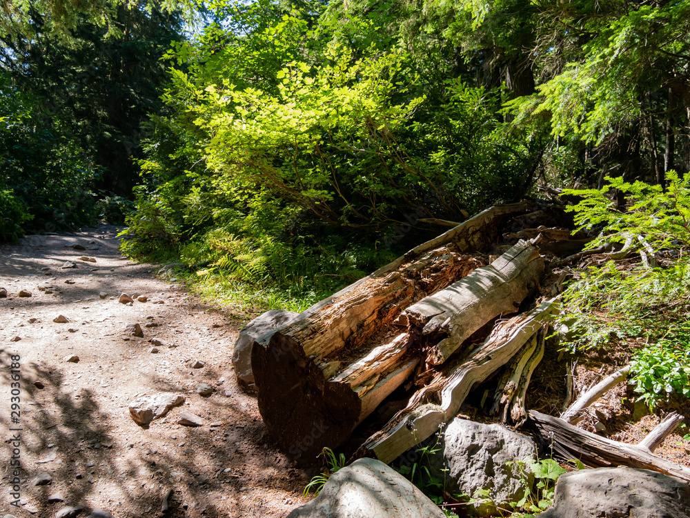 Walking in the Trail of the Avalanche Trail Walking in the Trail of the Avalanche Trail