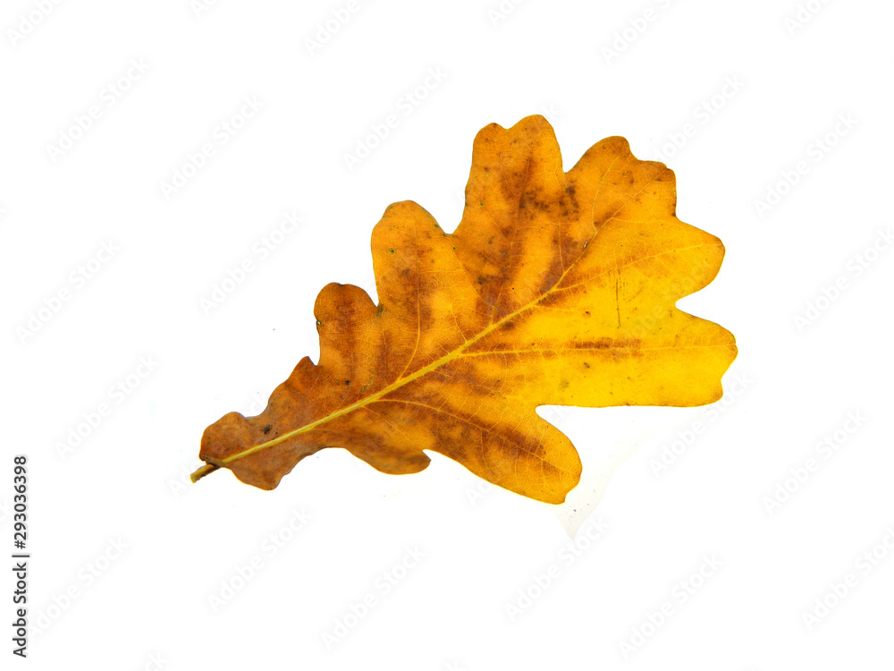 dry leaves isolated on white background dry leaves isolated on white background