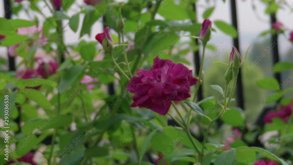 Purple rose closeup in garden with rain falling, slow motion Purple rose closeup in garden with rain falling, slow motion