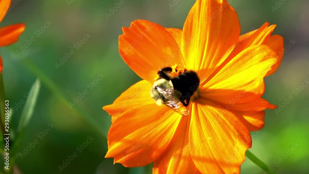 Bee extracting nectar from a wildflower - Close-up. Bee extracting nectar from a wildflower - Close-up.