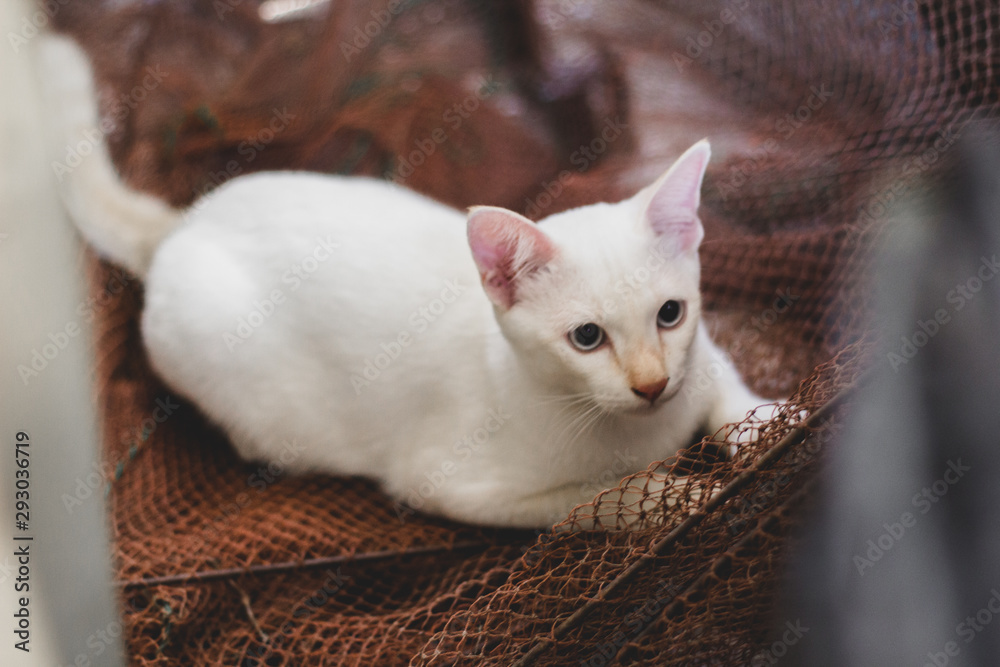 Obraz premium kitten in a basket