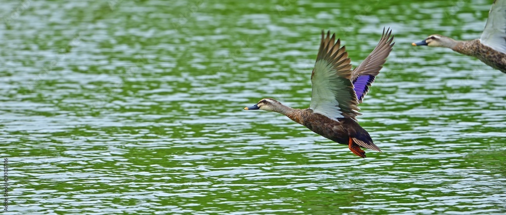 新緑映す水面を仲良く飛ぶカルガモ Stock Photo Adobe Stock