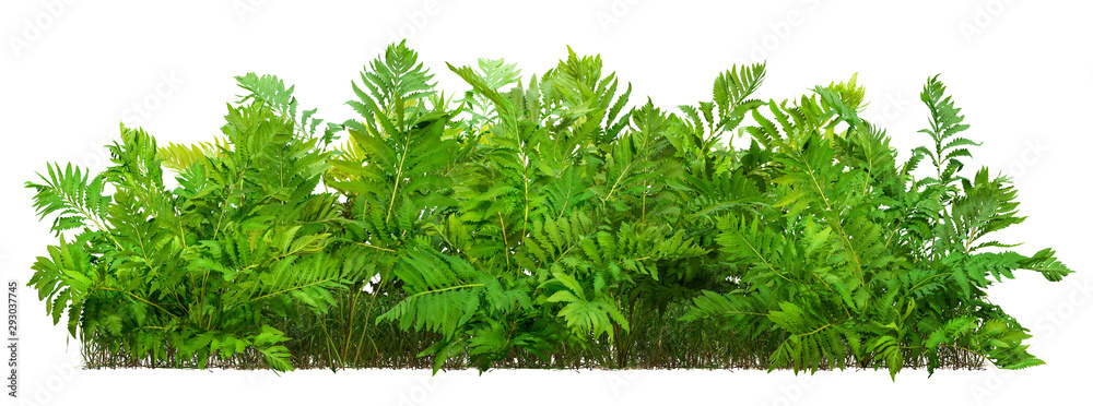 Hedge of fern plant isolated on a white background. Bush of lush green leaves. High quality clipping mask for professional composition. - obrazy, fototapety, plakaty 