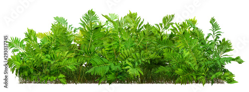 Leinwand Poster Hedge of fern plant isolated on a white background