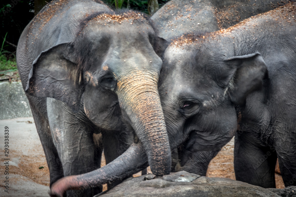Fototapeta premium Singapore - JUNE 21, 2019: Two elephants in each other's company