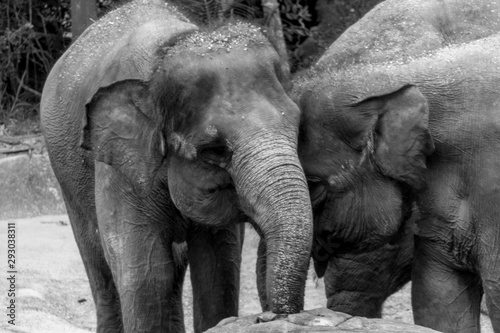 Photography Singapore - JUNE 21, 2019: Two elephants in each other's company