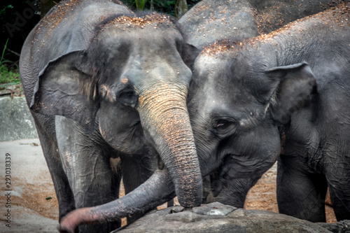 Singapore - JUNE 21, 2019: Two elephants in each other's company