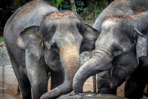 Canvas Print Singapore - JUNE 21, 2019: Two elephants in each other's company