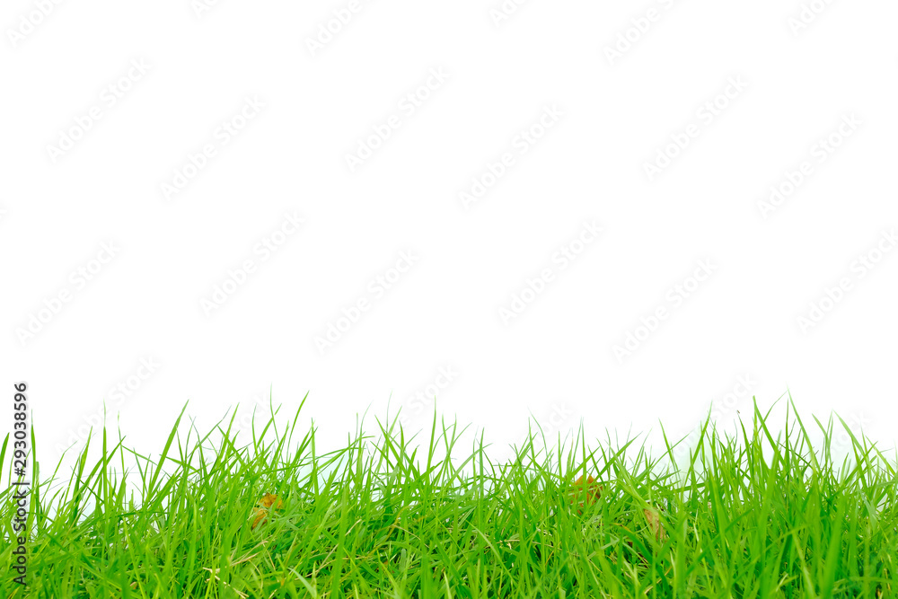 Perfect grass, natural green White background Perfect grass, natural green White background