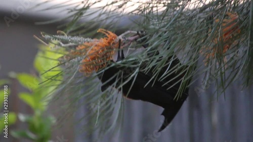 hungry wild animal fruit bat eating Grevillea flower nectar pollen in early morning Gold Coast Australia