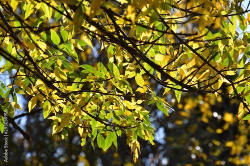 A photo of a branch full of green and yellow leaves. BC Canada